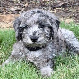 Cosmo- Cheering for USA - Blue merle male Aussiedoodle puppy in Midlothian, Texas from Gray Doodles