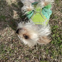 German Shepherd, Toy Australian Shepherd, and Yorkshire Terrier Puppies from CountryHart Kennels