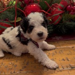 Elfie - Tri-color male Bernedoodle puppy in Cartersville, Georgia from Simply Blessed Doodles