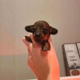 Junior Mint - Red male Dachshund puppy in Okeechobee, Florida from Far Far Away Dachshunds