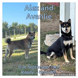 Shiba Inu puppies from Kurtz Family Shibas