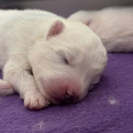 Boy 3 - male Samoyed puppy in Hollywood, Florida from ArticCross Samoyeds-Florida
