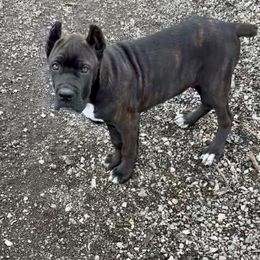 Boy 2 - Black brindle male Cane Corso puppy in Sullivan, Missouri from Midwest Cane Corso in Action