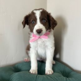 Michael 'Jordan' - White and red female Bordoodle puppy in Valley Center, California from Circle R Valley Farms