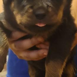 Rottweilers from Brickcity Rottweiler
