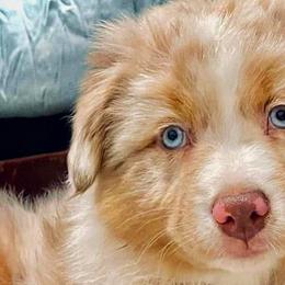 Miniature Australian Shepherds from Chiron Mini Aussies