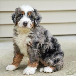 Vegas - Merle female Bernedoodle puppy in Dundee, Ohio from Down Home Doodle