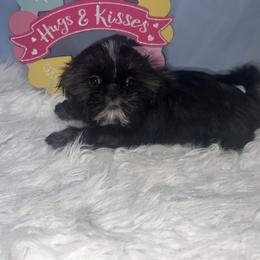 Girl 2 - Black white and silver female Shih Tzu puppy in Tenino, Washington from Fantasy Realm Shih Tzus