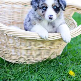 Border Collie, Miniature American Shepherd, and Miniature Australian Shepherd Puppies from Greenbriar Hills