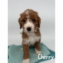 Cherry - Red  male Goldendoodle puppy in Smithfield, Kentucky from KBK9 Kennels