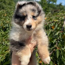 Gabriella - Blue merle white and tan female Shetland Sheepdog puppy in Middleburgh, New York from StoneyAcre