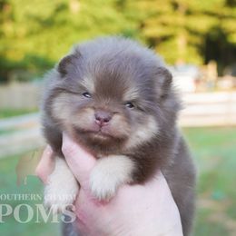 Teddy - Chocolate and tan male Pomeranian puppy in Kingston, Georgia from Southern Charm Poms