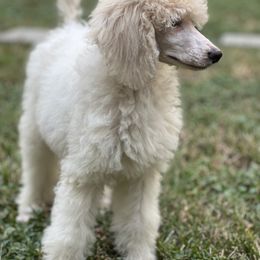 Poodle Puppies from Honeycutt Akc Standard Poodles