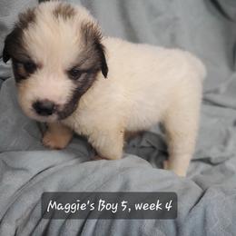 Boy 5 - White and badger male Great Pyrenees puppy in Nicholson, Georgia from Pony Trail Farm