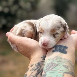 Rain - Red merle female Miniature American Shepherd puppy in Phoenix, Arizona from Outlaw Minis