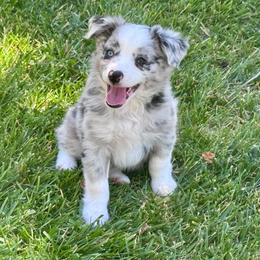 Palmer - Blue merle male Miniature Australian Shepherd puppy in California from Eagle River Aussies
