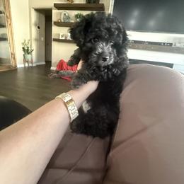 Mocha - Black female Cockapoo puppy in Ocala, Florida from Clad Doodles