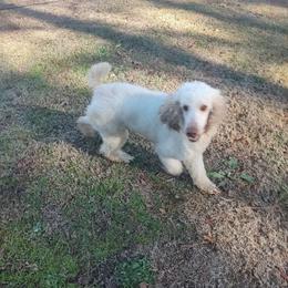 Milo - Poodle