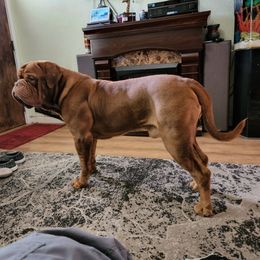 Riot - Dogue de Bordeaux