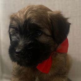 Boy 3 - Soft Coated Wheaten Terrier puppy in Phoenix, Arizona from Arizona Desert Gold Wheatens