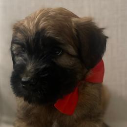 Boy 3 - Soft Coated Wheaten Terrier puppy in Phoenix, Arizona from Arizona Desert Gold Wheatens