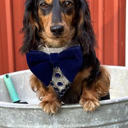 Freddie - Dachshund