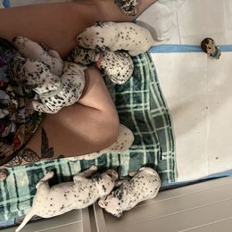 Dalmatian Puppies from Hallmark Dalmatians;