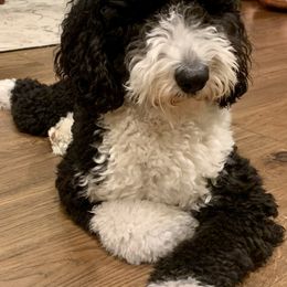 Sheepadoodles from Meadowbrook Sheepadoodle Co.