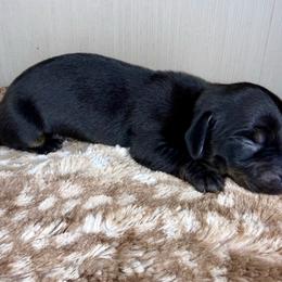Male 1 - Black and tan male Dachshund puppy in El Campo, Texas from Creamer Creek Kennel