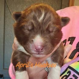 Girl 3 - Red and white female Siberian Husky puppy in Terre Haute, Indiana from April's Huskies