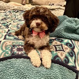 Clover - Bernedoodle