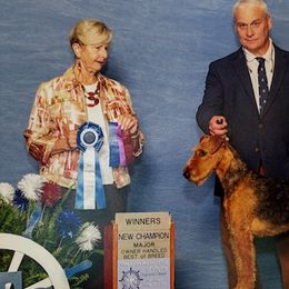 Airedale Terriers from Blue Ridge Airedale's of Virginia