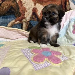Puppy 1 - Grizzle male Lhasa Apso puppy in Ridgeville, South Carolina from Ponderosa Lhasa Apso Ranch