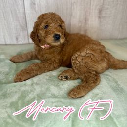 Mercury - Red  female Goldendoodle puppy in Houston, Texas from Golden Life Doodles