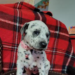 (Lolipop) Athena - White and black female Dalmatian puppy in Grant, Michigan from Savannah Woltanski