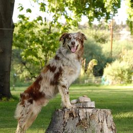 Luke - Australian Shepherd