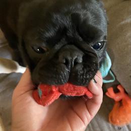 Diesel - Pug