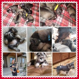 Tank - Miniature Schnauzer puppy in Chattaroy, Washington from Twisted Pines Mini Schnauzers