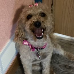 Harley - Labradoodle