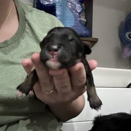 White collar girl - Black tri-color female Australian Shepherd puppy in Flat Rock, Alabama from Fluffy Butt Acres