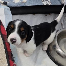 Black and Tan Pie - Black and tan female Dachshund puppy in Great Falls, Montana from Green Dragon Kennel