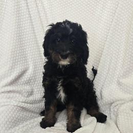 Churro - Tri-color male Bernedoodle puppy in Brigham City, Utah from Prairie Rose Doodles