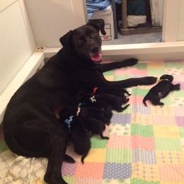Labrador Retriever Puppies from Pleasant Pine Labrador Retrievers