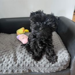 Yorkshire Terrier Puppies from Yorkie Puppies Redwood Ranch Chicago