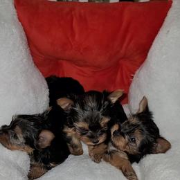 Girl 1 - Black and gold female Yorkshire Terrier puppy in Gilbert, Arizona from Yorkie Your Soulmate Puppy