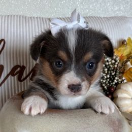 ELANA AKC - Blue female Pembroke Welsh Corgi puppy in Hinton, Oklahoma from Green Cloud Ranch
