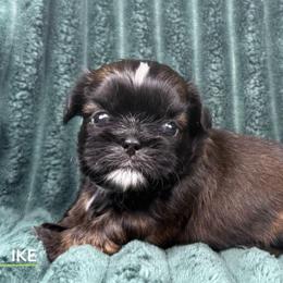 Ike - Red male Shih Tzu puppy in Alice, Texas from Altas Palmas Shih Tzu
