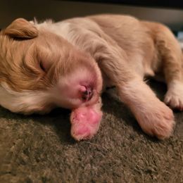 Bernedoodle Puppies from Refined Doodles