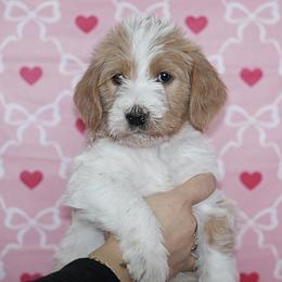 Jolly (Blue band) - Parti male Labradoodle puppy in Plainfield, New Jersey from Caris Paws Poodles and Labradoodles