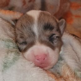 Girl 3 - Blue merle and white female American Corgi puppy in Pioneer, Michigan from Country Corners Corgis